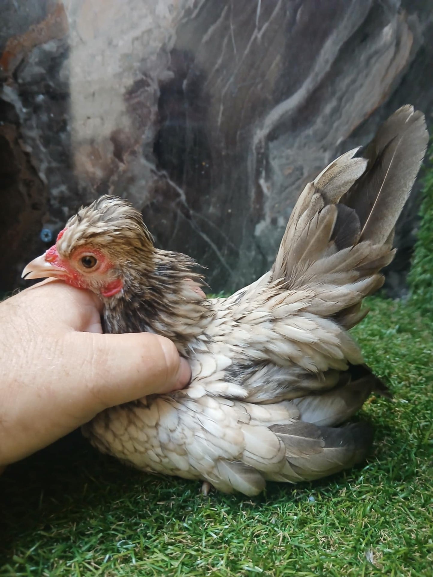 Beige Rooster