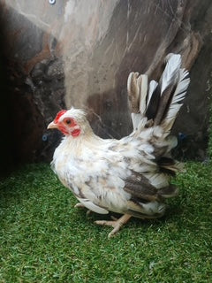 TriColor Rooster