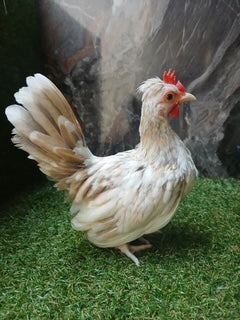 Toffee Rooster