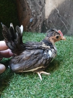 Young Rooster