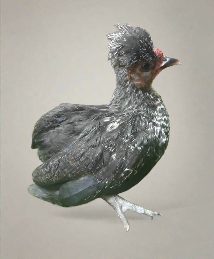 Mona Huesa Bolo Rooster, Puerto Rican Kikiriki