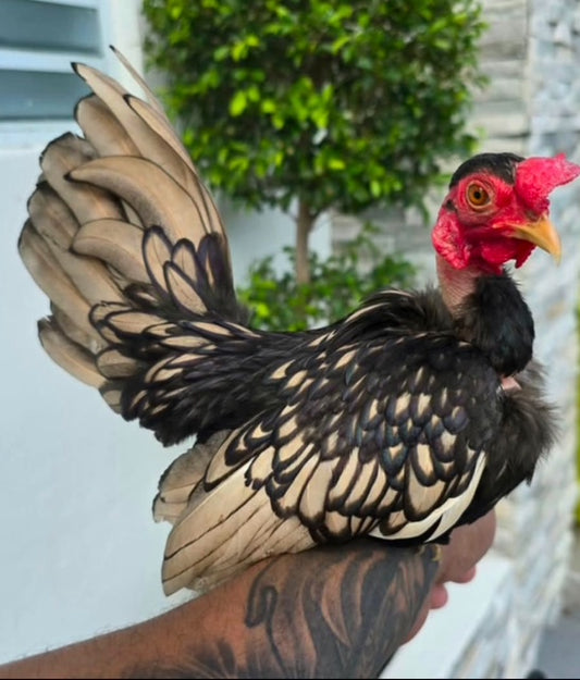 Golden Seabring Naked Neck Kikiriki Rooster