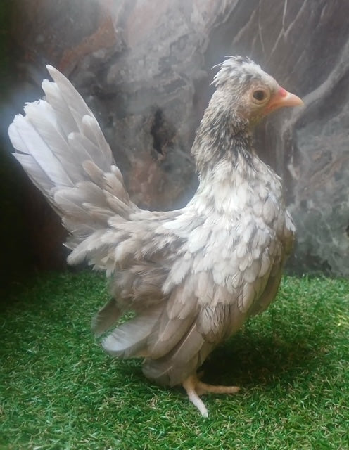 Young Beige Rooster