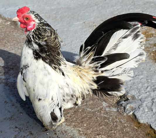 Black & White Traditional Rooster