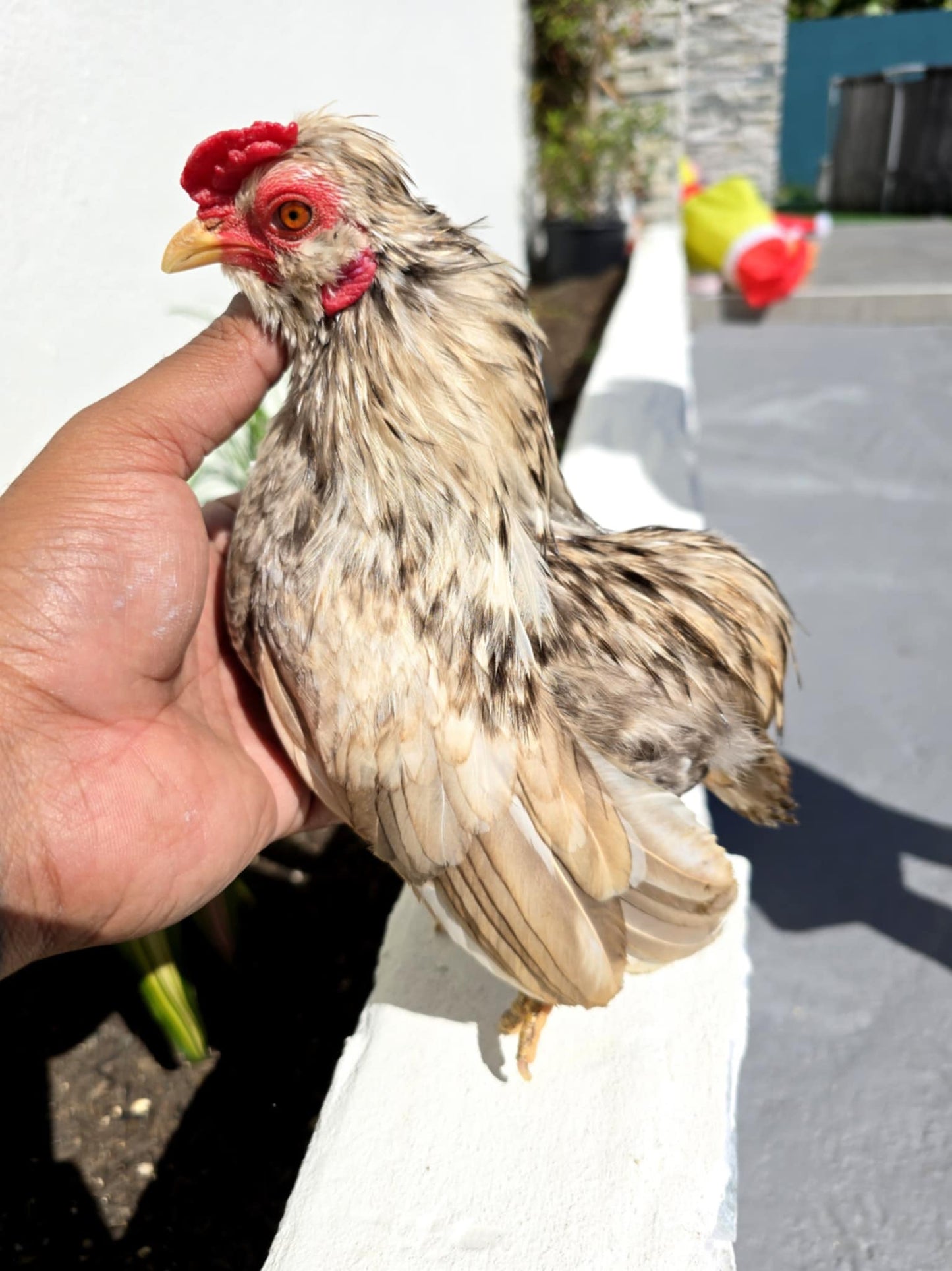 Stunning Beige Bolo Rooster, from the Ramon Line