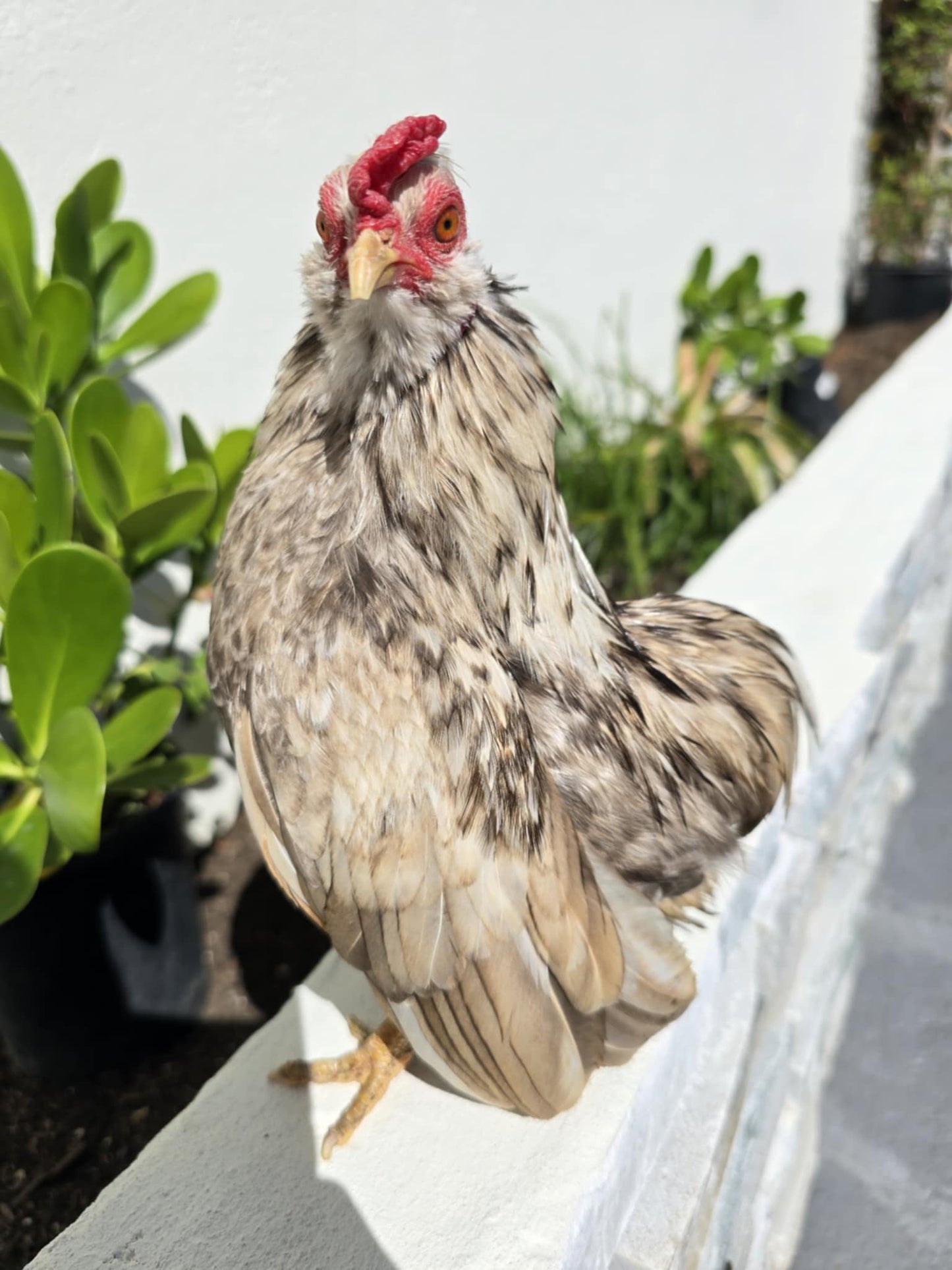 Stunning Beige Bolo Rooster, from the Ramon Line