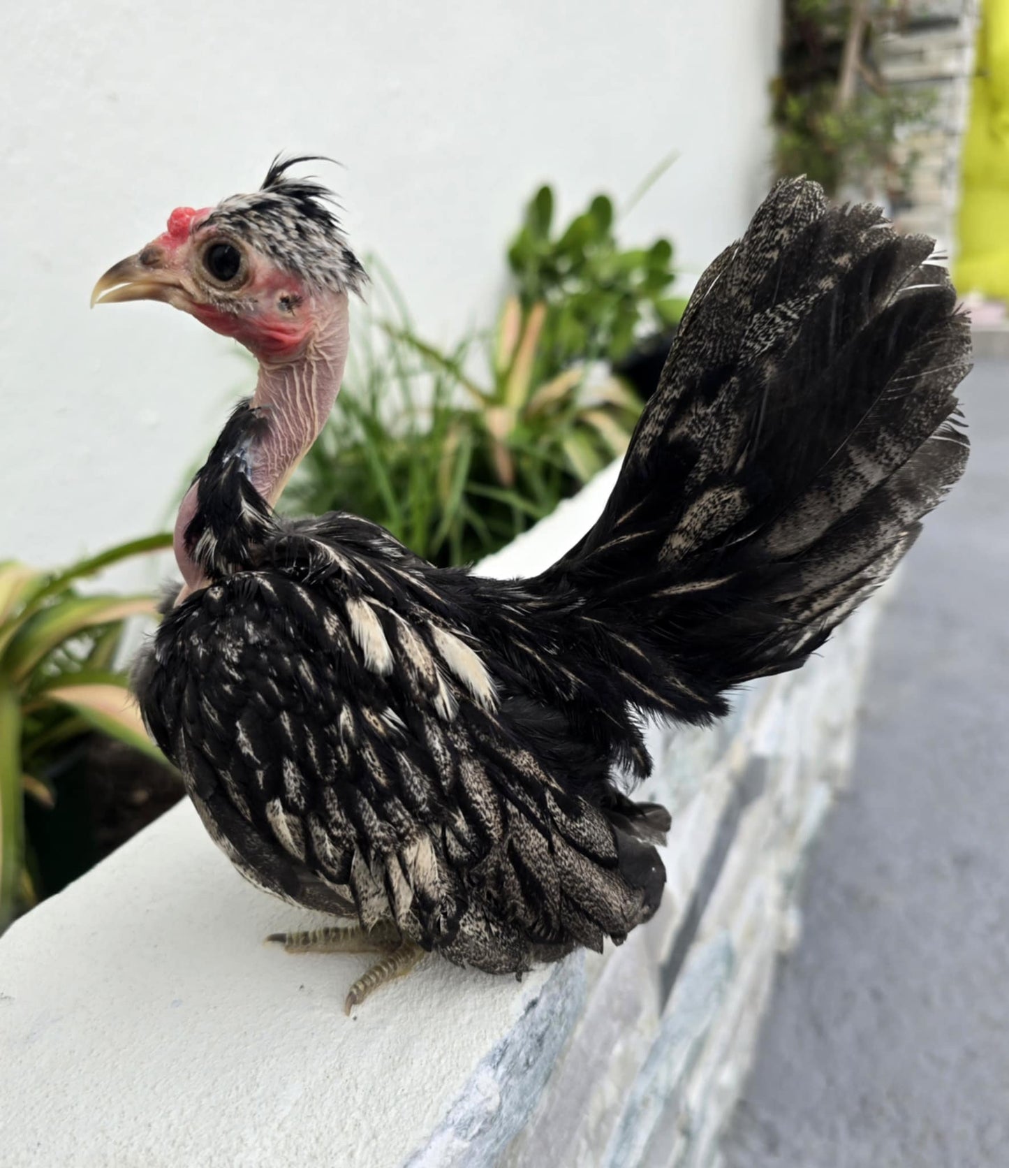 Adorable Naked Neck Rooster