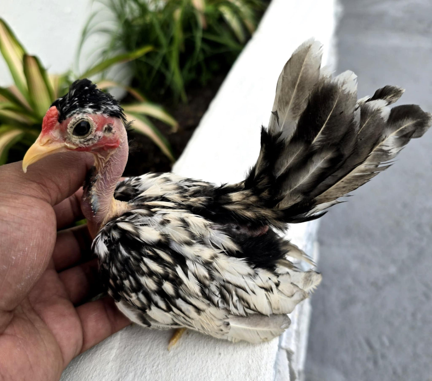 High Quality Young Naked Neck Rooster