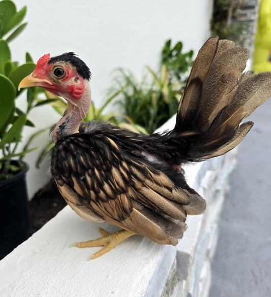 Golden Seabright Naked Neck Rooster, High Quality Yellow Beak & Feet