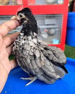 Exquisite Heart-Patterned Kikiriki Rooster