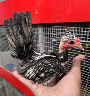 Adorable Naked Neck Rooster