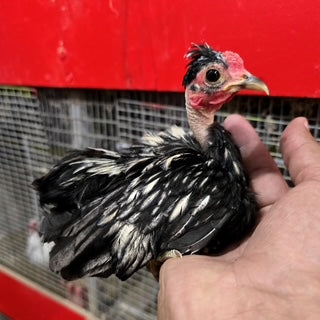 BOLO ROOSTER