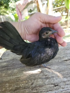 Small Black Hen - GALAXY LINE