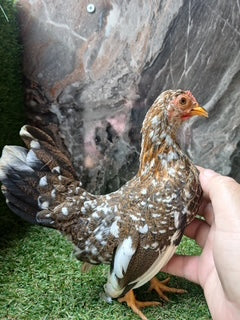 GORGEOUS TRI COLOR HEN