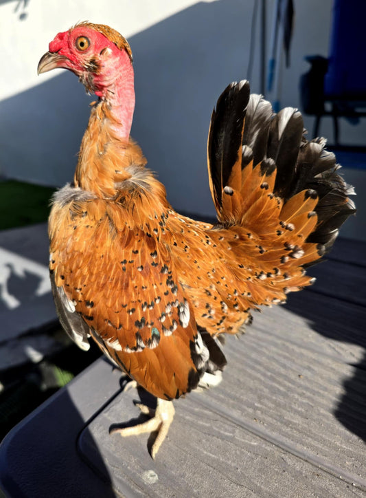 SPECTACULAR MILLIE FLEUR ROOSTER - NAKED NECK