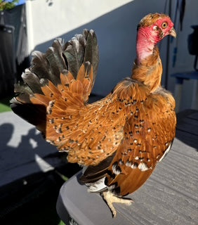 SPECTACULAR MILLIE FLEUR ROOSTER - NAKED NECK