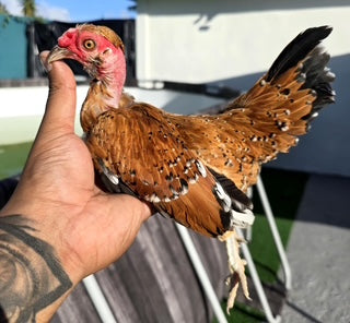 SPECTACULAR MILLIE FLEUR ROOSTER - NAKED NECK