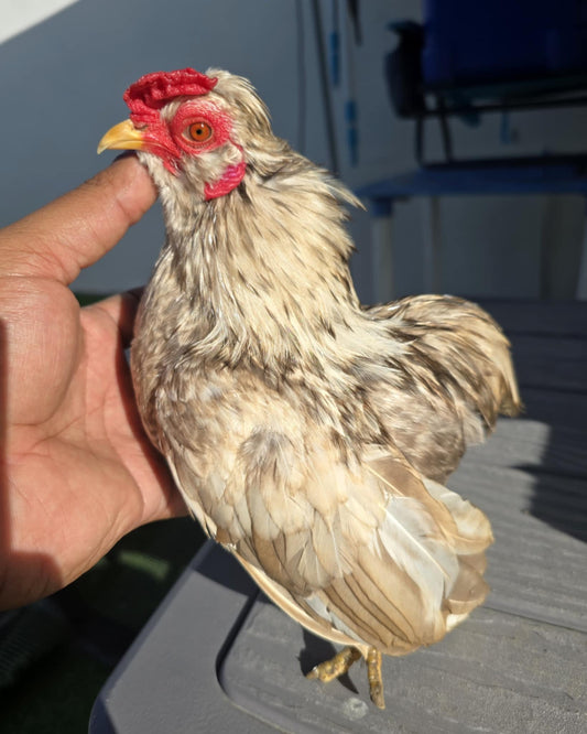 Stunning Beige Bolo Rooster, from the Ramon Line