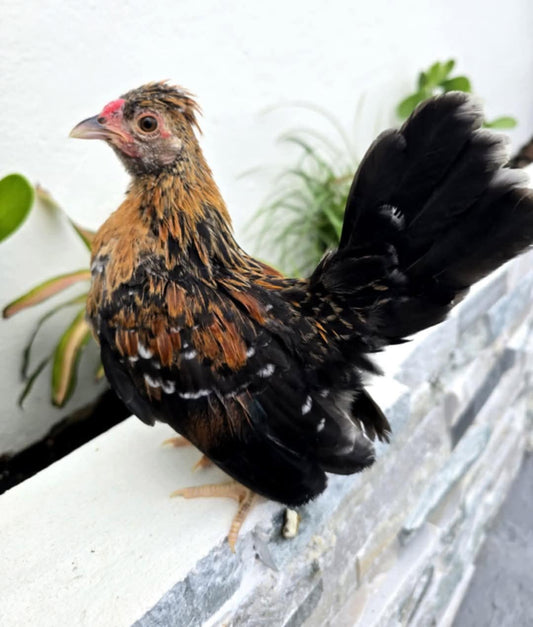 PANDA/TRI COLOR LINE ROOSTER