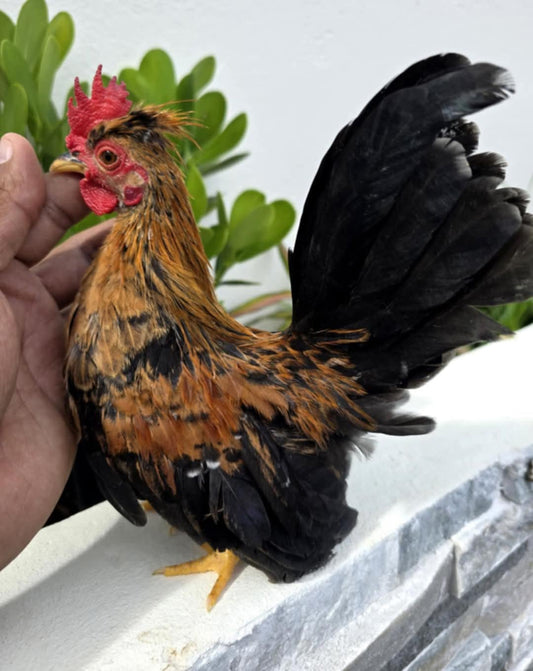 PANDA/TRI COLOR LINE ROOSTER - YELLOW LEGS AND BEAK