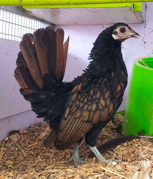 GOLDEN SEABRING HEN