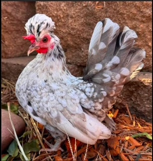 Outstanding High-Quality Luxury Hen – Mona Huesa