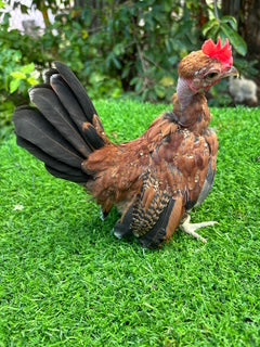 Cute Young Millie Feur Rooster