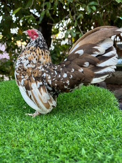 Beautiful Tri Color Rooster