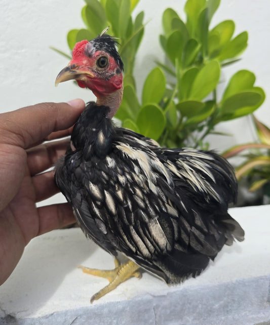 Young Naked Neck Bolo Rooster