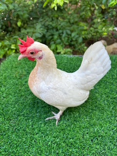 Creamy White hen