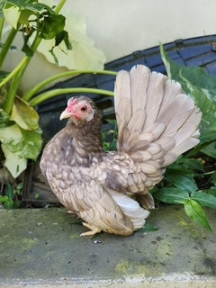 Beautiful Micro Chocolate Hen - High Quality