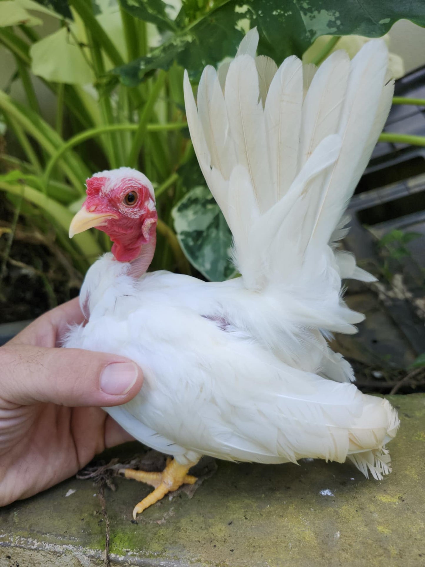 WHITE NAKED NECK ROOSTER