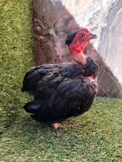 Black Naked Neck Bolo Rooster