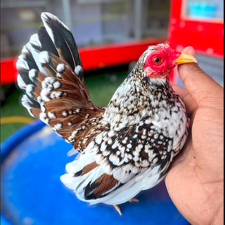 Tri Color Rooster - Amazing Unique&nbsp;