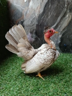 White Chocolate Laced Naked Neck Hen (High Quality)