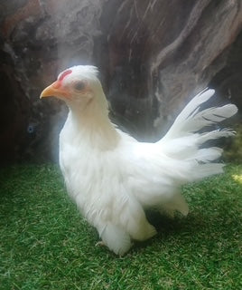 Young Light Rooster