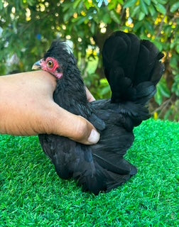 Micro Black Mona Huesa (Big Bone Head) Hen