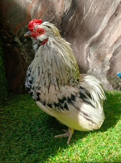 Black & White Proven Rooster